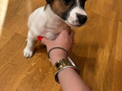 Pui Jack Russel Terrier baietel