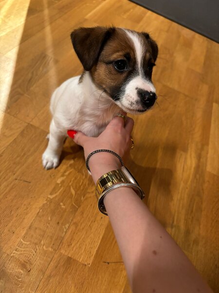 Pui Jack Russel Terrier baietel.